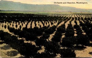 Washington Orchards and Ranches Curteich