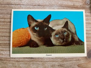 Siamese Cats, Skein of Yarn, Unused, Curteichcolor, Vintage Postcard