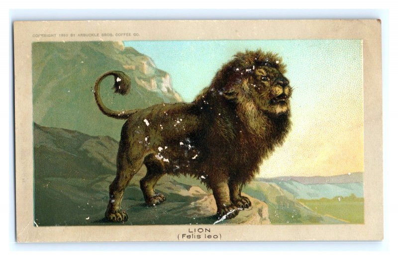 1890 Arbuckle Bros. Ariosa Coffee Animal Series N0. 24 Lion Felis Leo F92
