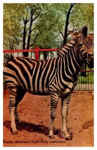 Postcard ZOO SCENE Chicago Illinois IL AP9297