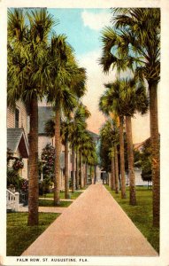 Florida St Augustine Palm Row Connecting St George and Cordova Streets 1928 C...