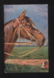 3076557 Head of Charming HORSE by DONADINI vintage Color PC