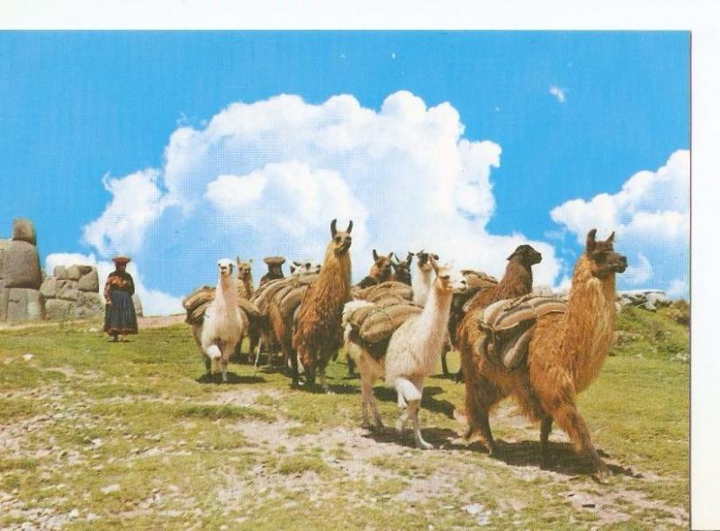 Postal 032360 : Grupo de llamas. Cusco-Peru