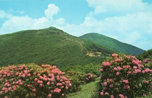 11675 Craggy Gardens near Asheville, North Carolina