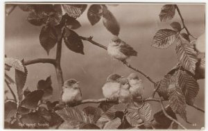 Birds; The Infant School RP PPC By Photochrom, 1926, To P Turner, Norwich