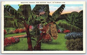 Vintage Postcard 1936 Royal Palms Banana Tree Hanging Bearing Fruit in Florida