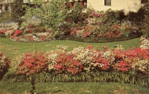 MS - McComb. Azaleas in Bloom