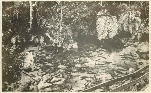 RPPC Postcard; Rotorua New Zealand Rain Forest Ferns, Creek full of Trout