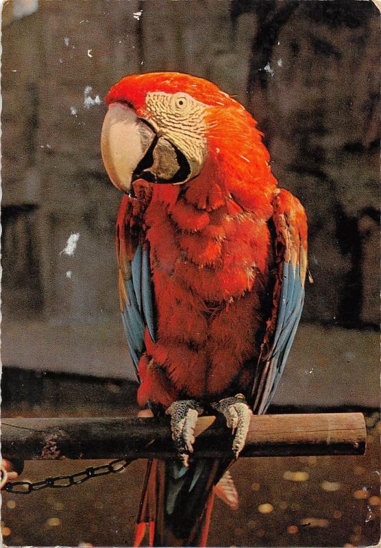 B98615 blauwvleugelara of rode ara parrot perroquet netherlands animals animaux