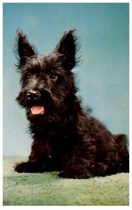 Scotch Terrier    signed Alfred Mainzer