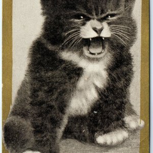 c1910s Adorable Kitten Study I Want My Ma! Cute Cat John Winsch Postcard A69