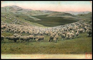 Sheep on the Range, in the Herd