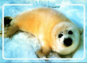 Alaska Harp Seal