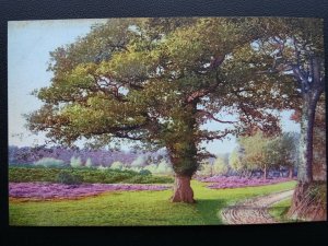 Hampshire NEW FOREST Beauty Spots of England c1914 Postcard 3174