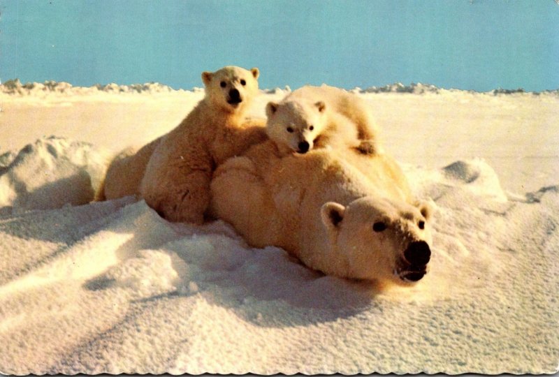 Alaska Playful Polar Bears 1973