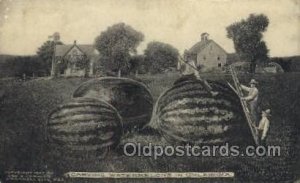 Watermelons in Oklahoma, USA Exaggeration 1909 corner wear, postal used 1909