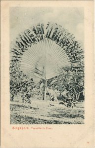 PC SINGAPORE, TRAVELLER'S TREE, Vintage Postcard (b31240)