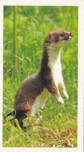 Grandee Vintage Cigarette Card Britains Wayside Wildllife No 30 Stoat