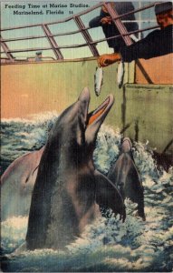 Florida Marineland Feeding Time At Marine Studios