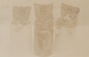 Cats In Jam Jars Antique Real Photo Faded But Amazing Postcard