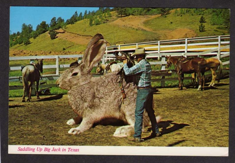 TX Saddling Jackalope Giant Rabbit Cowboy Horses Texas Postcard Big Jack