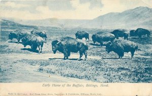 Postcard 1910 Montana Billings Early Home Buffalos Red Cross Drug store MT24-364