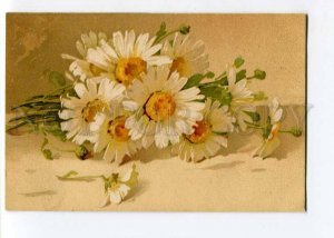 262560 DAISY Flowers CHAMOMILE by C. KLEIN Vintage RUSSIA PC