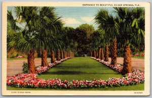 Vtg Entrance To Beautiful Silver Springs Florida FL Tropical Landscape Postcard