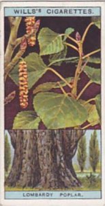Wills Vintage Cigarette Card Flowering Trees &  Shrubs 1924 No 40 Lombardy...