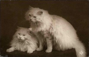 Long-Haired White House Cats c1915 Real Photo Postcard