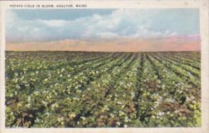 Maine Houlton Potato Field In Bloom