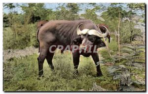Animals and Wildlife - Buffalo Black - Black Buffalo - Old Postcard