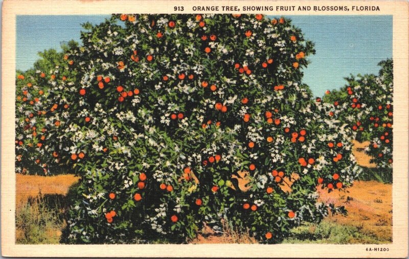 USA Orange Tree Showing Fruit And Blossoms Florida Linen Postcard 05.19 