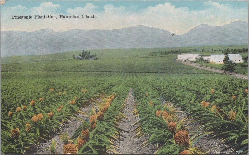 Postcard Pineapple Plantation Hawaiian Islands HI