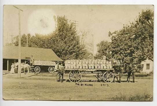 Lawton MI Baskets of Grapes Signed Klink RPPC Postcard