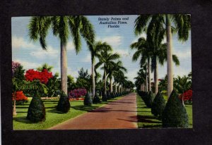 FL Palm Trees Autralian Pines along Road Florida Postcard Linen