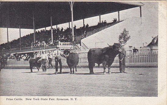 New York Syracuse Prize Cattle New York State Fair