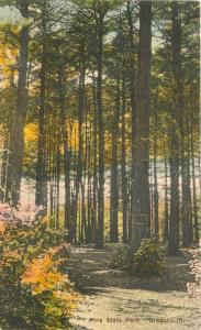 Albertype 1920s Oregon Illinois Pine State Park hand colored postcard 353