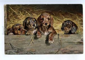 206740 DACHSHUND Puppy by BIWERMAN Vintage postcard