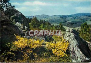 Modern Postcard The Tourist Limousin Two broom clumps flourished and the whol...