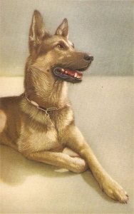 Portrait of a dog Old vintage Belgian artist drawn postcard