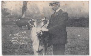 Animals; Pepperell & One Of His Pedigree Jersey's PPC, Sidmouth 1907 PMK, Cows