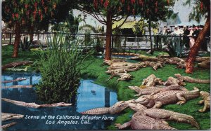 Scene At The Los Angeles California Alligator Farm Vintage Postcard C096