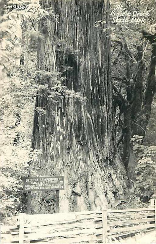 RPPC of Sequoia Sempervirens Prairie State Park California 1951