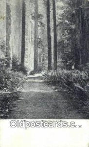 Forest Scene - Tillamook, Oregon OR  