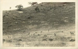 Ross Hall RPPC Postcard H-256 Pronghorn Antelope Grazing, Grassland, Unposted