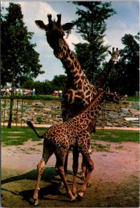 Washington D C The National Zoo Giraffes