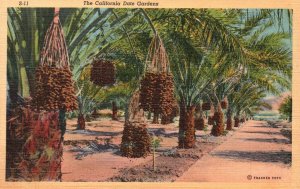 Vintage Postcard California Date Palm Trees Gardens From Old Country Desert Land