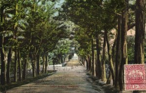 bermuda, HAMILTON, Cedar Avenue (1925) Postcard