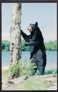 BEAR Bruin stands up to see What Goes unaware being shot by a Camera Chrome